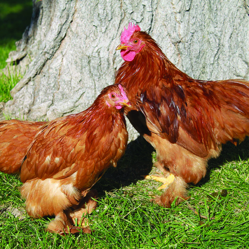 Red Cochin Bantam featuring a compact build, weighing 28 oz for hens and 32 oz for roosters, prized for its fair egg-laying abilities, high broodiness, and suitability for backyard flocks due to its docile nature.