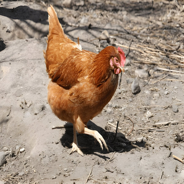 Red Sex Link chicken with golden-red feathers, known for exceptional egg production