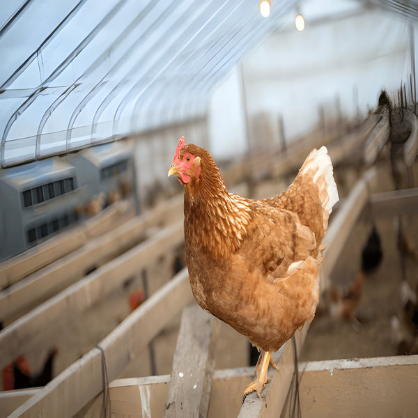 Hybrid Red Sex Link hen, reliable brown egg layer ideal for backyard and farm use