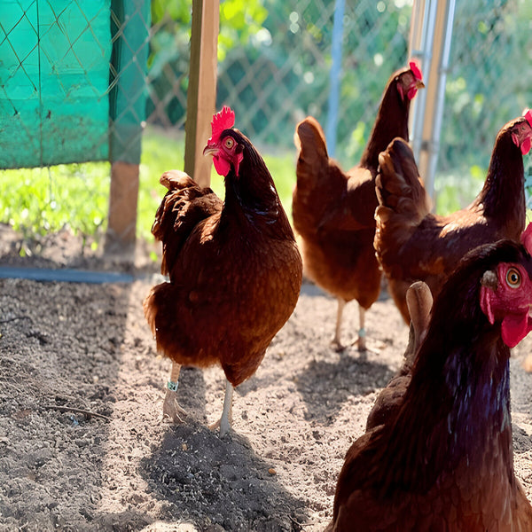 Rhode Island Red chicken, popular backyard breed with rich coloring and calm temperament