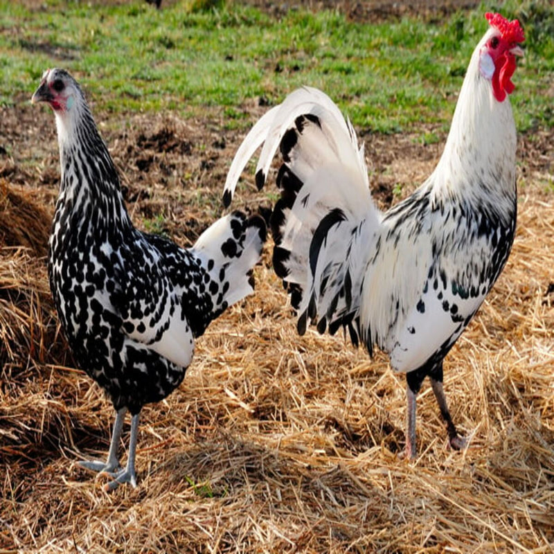 Silver Spangled Hamburg chickens featuring a small build, weighing 4-5 lbs, prized for their flightiness and suitability for free-ranging due to their hardiness.
