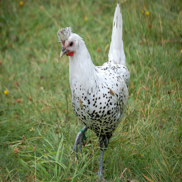 Silver Spitzhauben chickens featuring a small build, weighing 3.5-5 lbs, prized for their flightiness and suitability for free-ranging due to their hardiness.