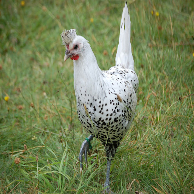 Silver Spitzhauben chickens featuring a small build, weighing 3.5-5 lbs, prized for their flightiness and suitability for free-ranging due to their hardiness.