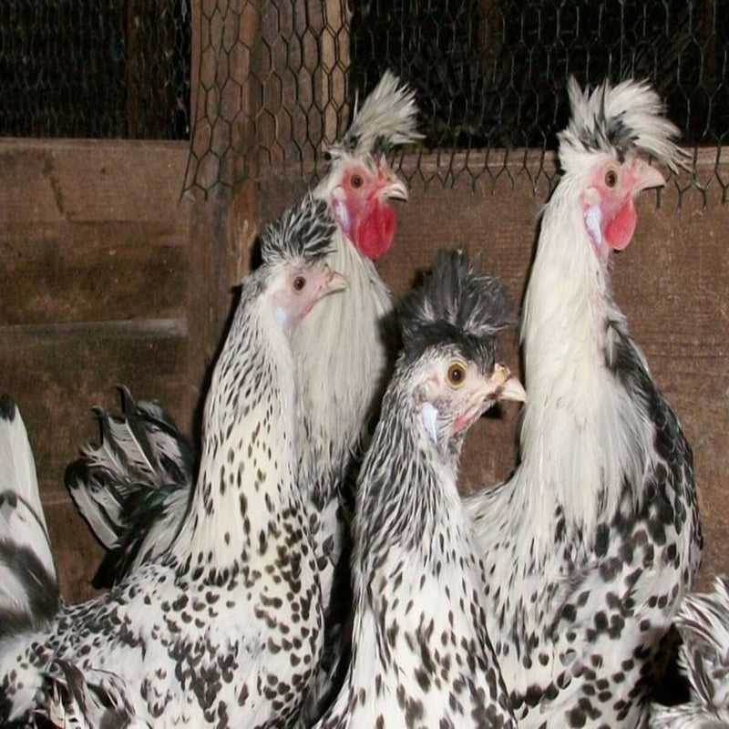Silver Spitzhauben Chicken, a rare and unique breed with silver spangled plumage.