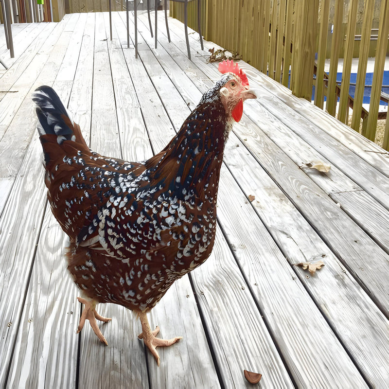 Speckled Sussex, featuring a curious and chatty nature, robust build, and excellent foraging abilities, ideal for backyard flocks and families due to their gentle disposition and adaptability.