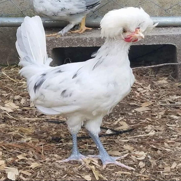 Splash Polish featuring a slender build, weighing 4-6 lbs, prized for its fair egg-laying abilities and suitability for backyard flocks due to its hardiness.