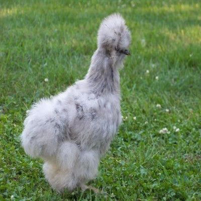 Silkie Bantam featuring feathered legs and feet, five toes, and a small walnut-shaped comb, prized for its unique appearance and ability to thrive in small spaces, though it requires careful handling to prevent feather staining