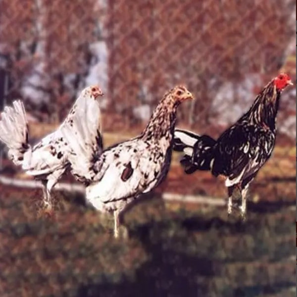 Splash Standard Old English with unique white and black spotted feathers, known for its active temperament and suitability as a show bird due to its historical significance and striking appearance.