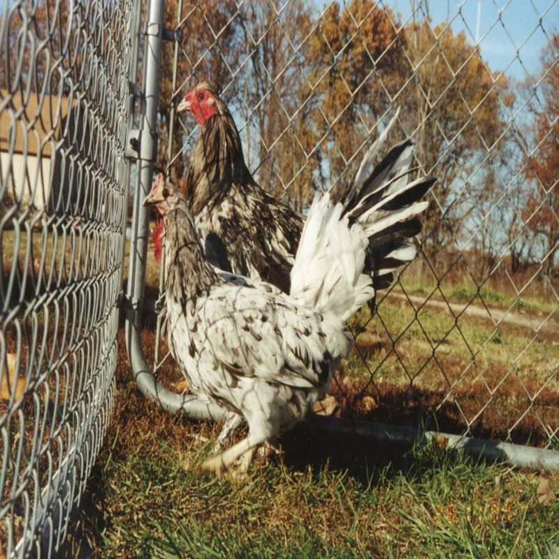 Splash Standard Old English featuring a compact build, weighing 4 lbs for hens and 5 lbs for roosters, prized for its fair brooding abilities and suitability for backyard flocks due to its hardiness.