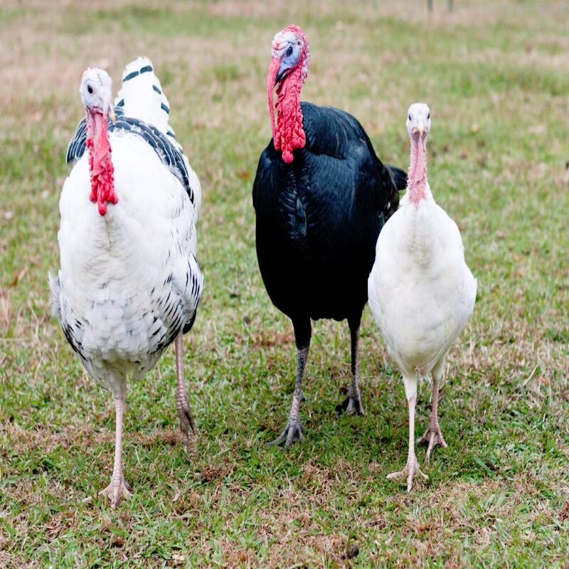 Rare Turkey Special showcasing the Royal Palm, Midget White, and Standard Bronze, prized for their natural foraging abilities and superior meat quality.