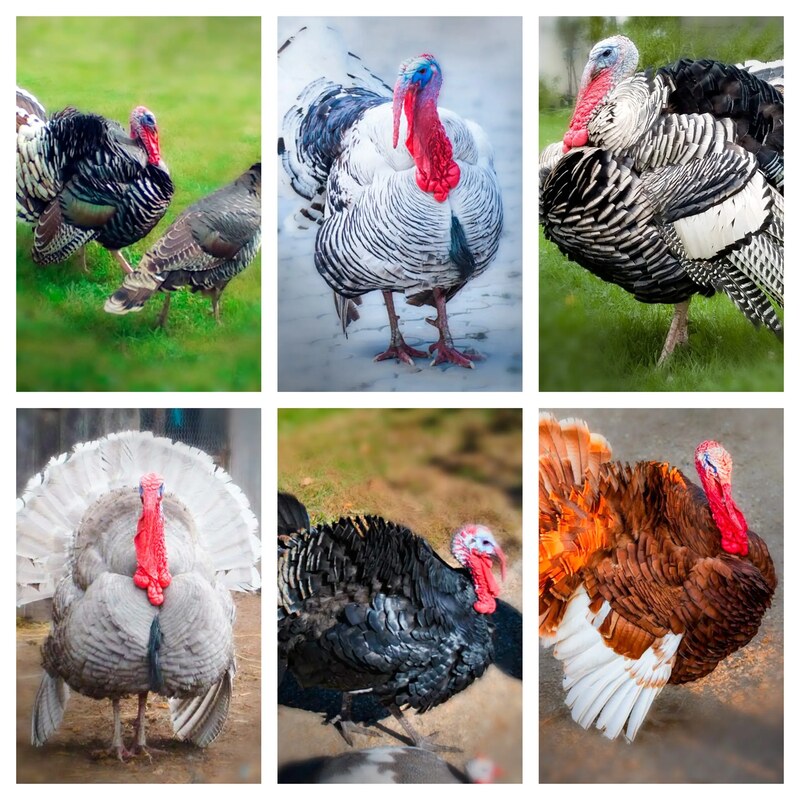Surplus Rare Turkey Special featuring heritage breeds like the Black Spanish, Narragansett, and Bourbon Red, known for their unique plumage and rich history.