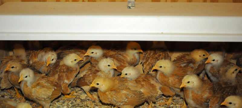 Chicken Co Heater