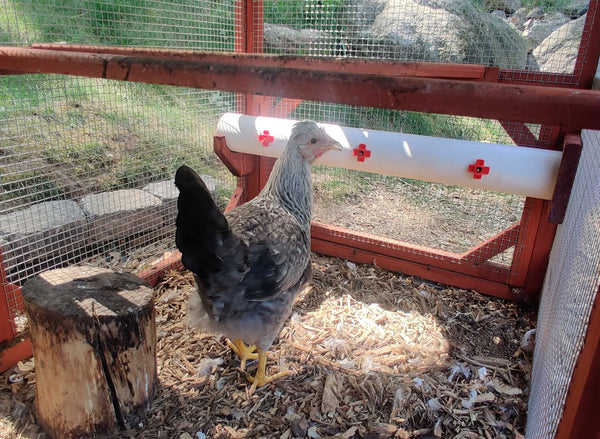 Water   Chicken Drinking