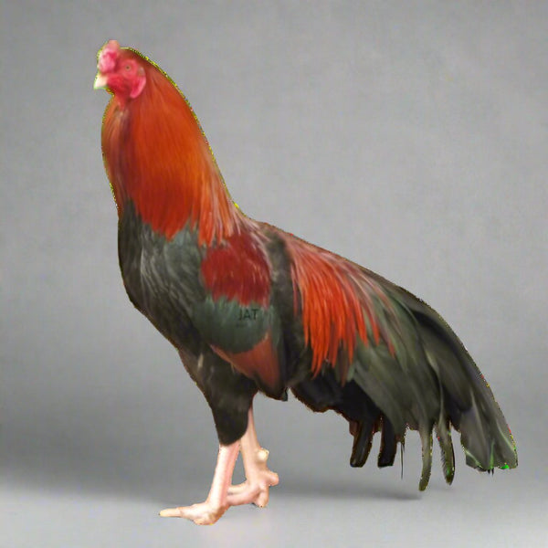 Wheaten Cubalaya Bantam featuring a compact build, weighing significantly less than the standard Cubalaya, prized for its fair egg-laying abilities, broodiness, and ability to thrive in free-range environments, though it requires careful handling to prevent feather staining.