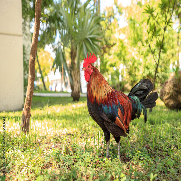 Wheaten Cubalaya Bantam with a distinctive cinnamon-colored plumage, pea comb, and short legs, known for its active temperament and suitability as an ornamental bird due to its unique appearance and friendly disposition