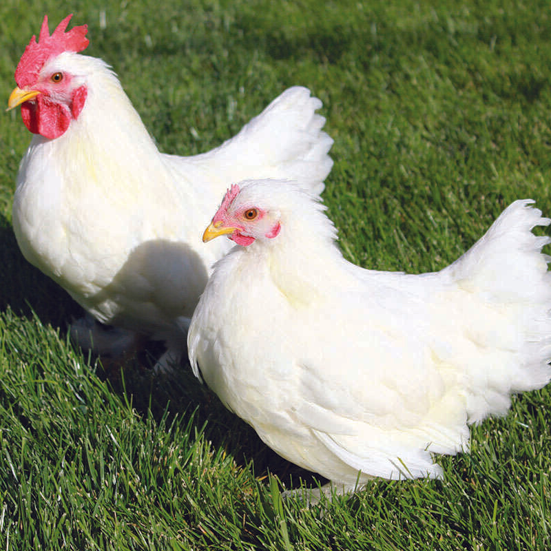 White Cochin Bantam featuring feathered legs, large wings, and a gentle disposition, prized for its fair egg-laying abilities and suitability for backyard flocks.