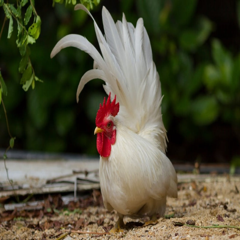 White Japanese Bantam with pure white plumage, large comb, and arched tail feathers, known for its friendly temperament and suitability as a pet or show bird due to its small size and low maintenance requirements
