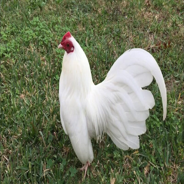 White Old English Game Bantam with stunning white feathers, a large red comb, and strong, long tail feathers, known for its active nature and adaptability to various environments.