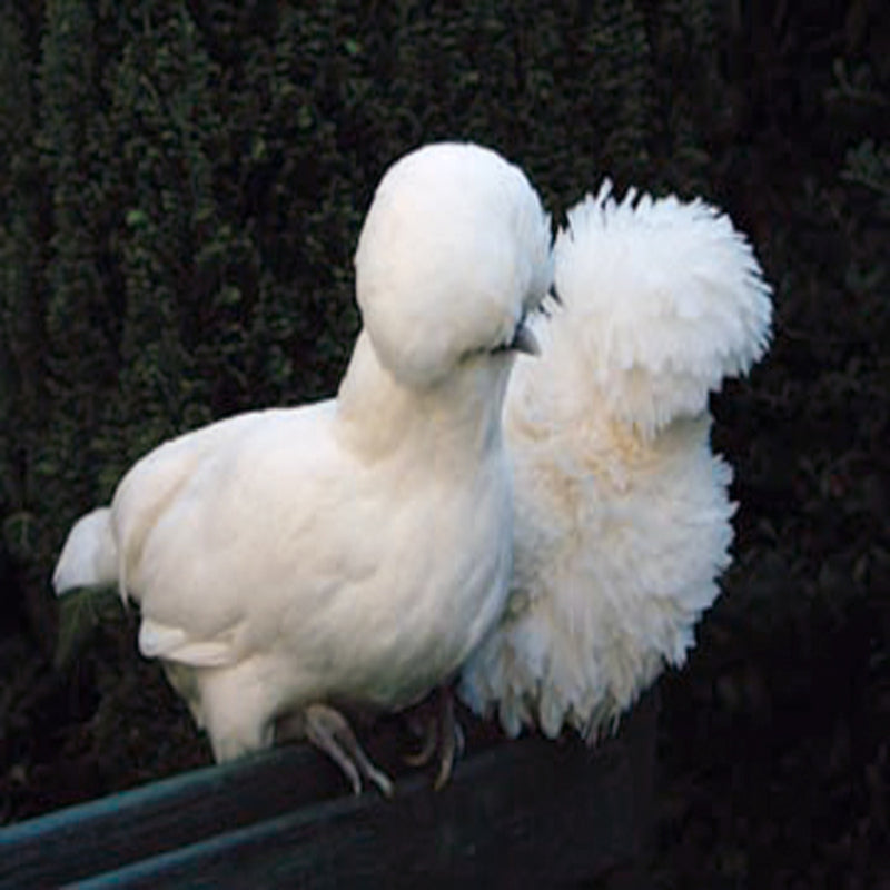 White Polish featuring a slender build, weighing 4-6 lbs, prized for its fair egg-laying abilities and suitability for backyard flocks due to its hardiness.