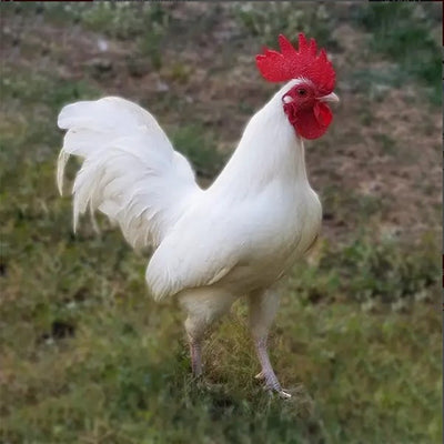 White Standard Old English featuring a medium-high stance, weighing 4 lbs for hens and 5 lbs for roosters, prized for its fair brooding abilities and suitability for backyard flocks due to its hardiness.