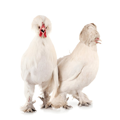 White Sultan chickens featuring a small build, weighing 4-6 lbs, prized for their gentle nature and suitability for confined spaces due to their calm demeanor.