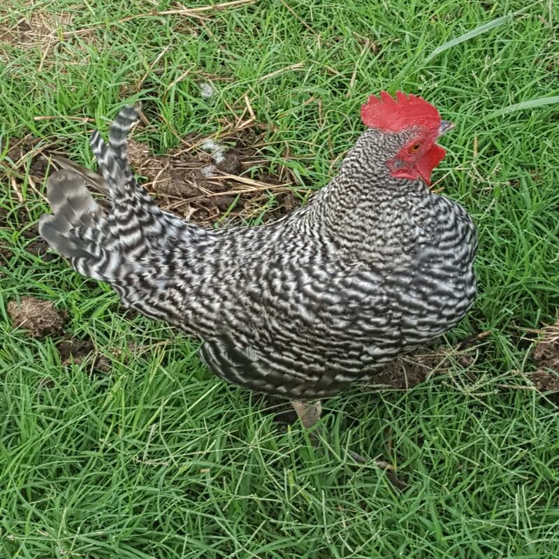 Barred Old English Game Bantam with a robust build, recognized for its hardiness in cold weather, adaptability to confinement or free-range environments, and tendency to be setters, making it a popular choice for those interested in ornamental and exhibition poultry.