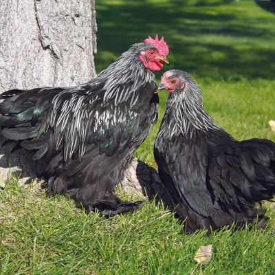 Birchen Cochin Bantam featuring feathered legs, a single red comb, and a compact build, prized for its fair egg-laying abilities, high broodiness, and suitability for backyard flocks due to its gentle nature.