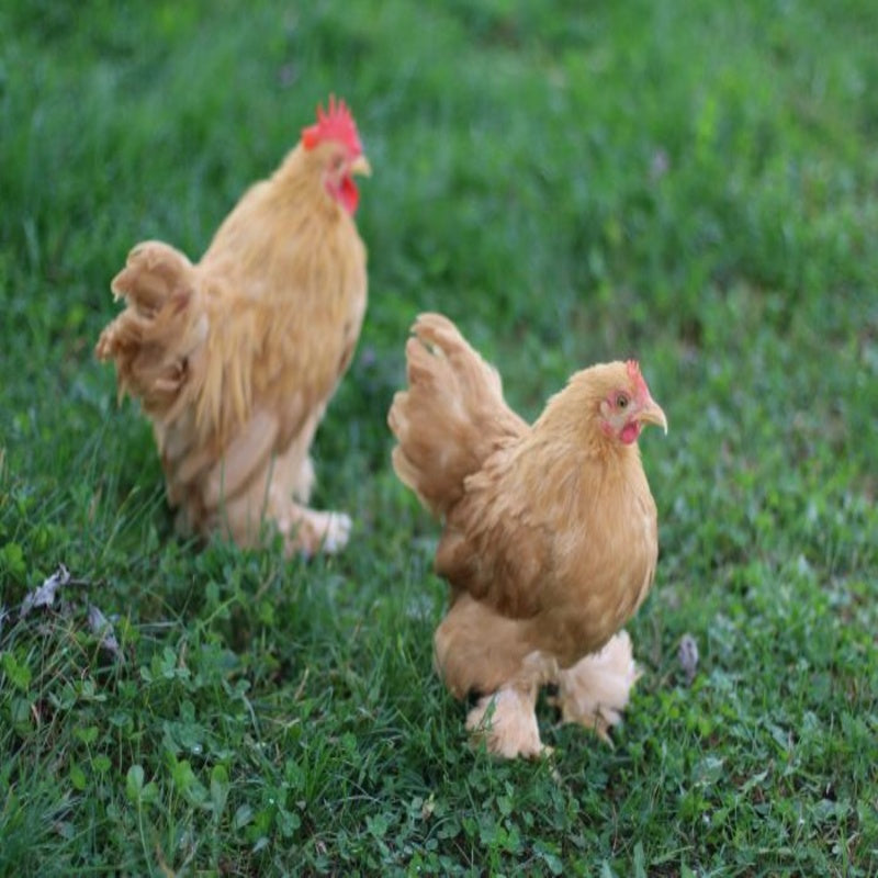 Buff Cochin Bantam featuring a compact build, weighing 26 oz for hens and 30 oz for roosters, prized for its fair egg-laying abilities, high broodiness, and suitability for backyard flocks due to its gentle nature.