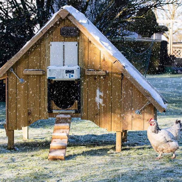 Chicken Guard, All in one winter mode