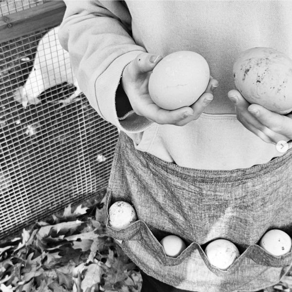 Some good quality of eggs