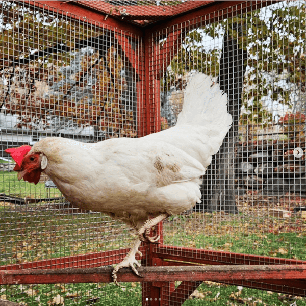 Hens with coop