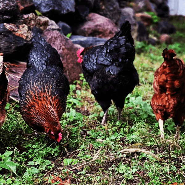 hens