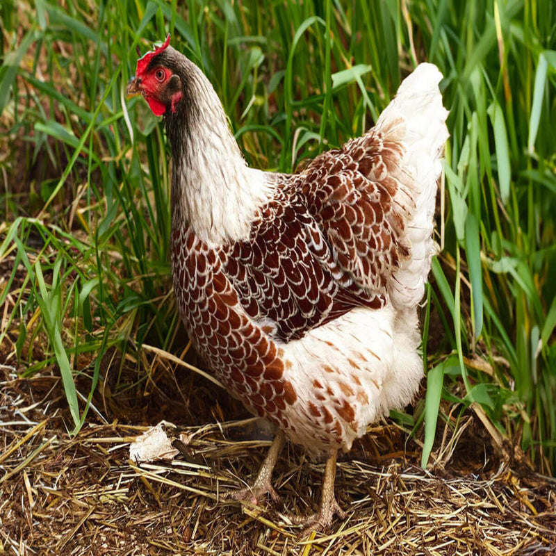 Splash Laced Red Wyandotte with a robust appearance, recognized for its occasional broodiness, longevity, and suitability as a pet due to its striking plumage and friendly nature.