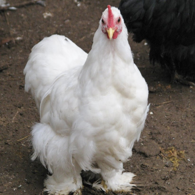White Cochin Bantam with fluffy feathers, friendly temperament, and compact build, ideal as a pet or show bird due to its small size and low maintenance requirements.