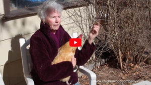 Mrs. Donna's Story About Chickens