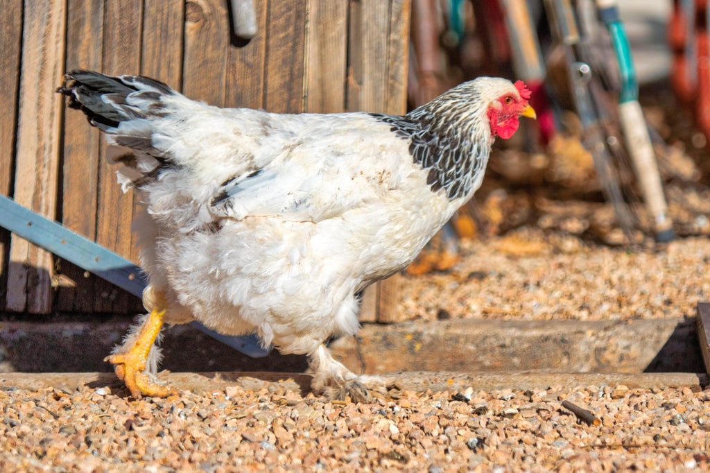 Large and Extra Large Chicken Coops for Sale with Runs The Chicken