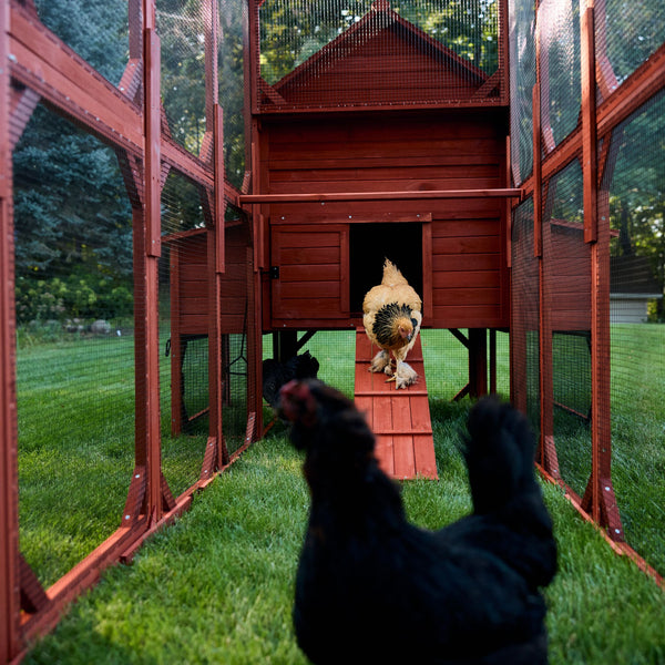 Chicken Coop for 10 Chickens – Rhode Island Homestead Coop with Run Extension