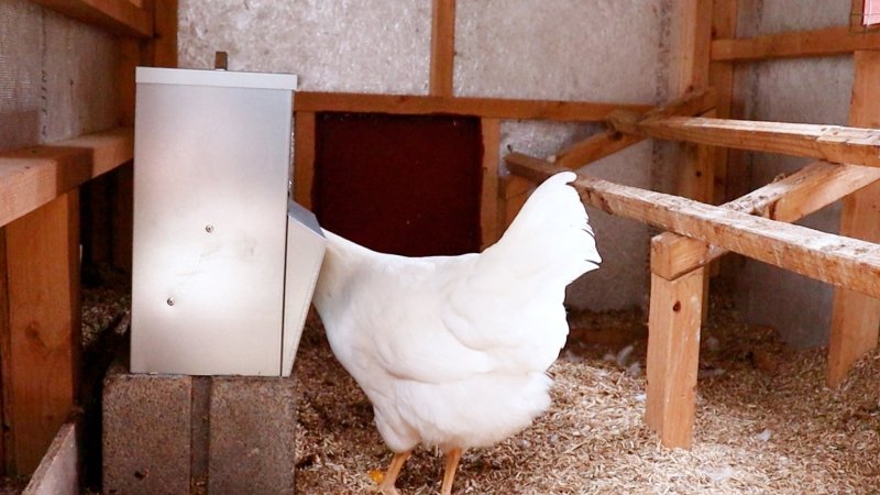 RentACoop Galvanized Chicken Tough Feeder - 10lb