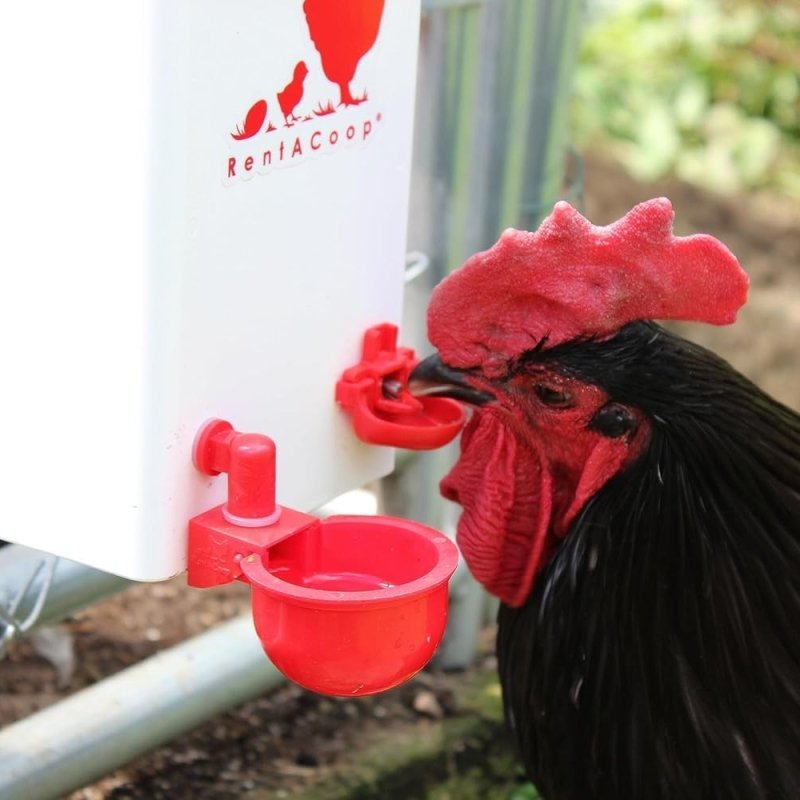 RentACoop 1 Gallon High Rise Chicken Waterer with 2 Auto-Fill Cups, Horizontal Nipples