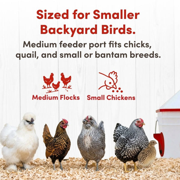 RentACoop 10lb Chick2Chicken 4-Port Chicken Feeder