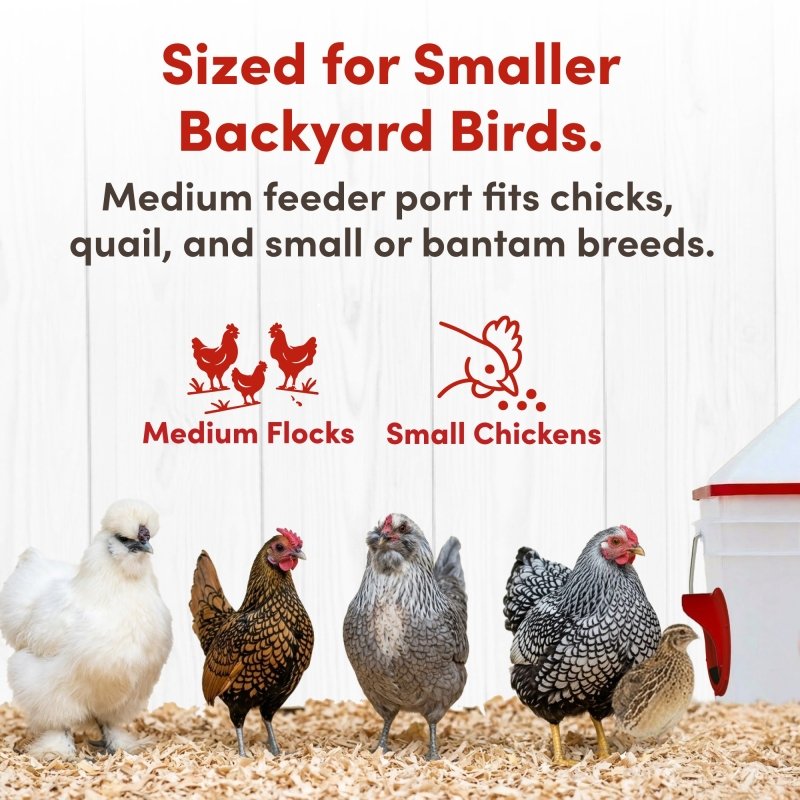 RentACoop 10lb Chick2Chicken 4-Port Chicken Feeder