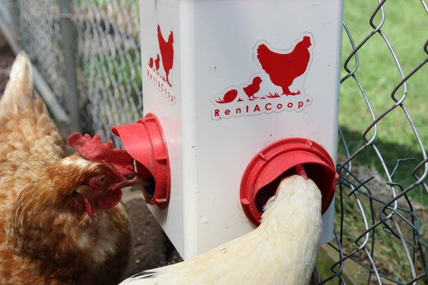 Two hens using the RentACoop Chick2Chicken feeder with red rainhoods to protect feed in an outdoor run.