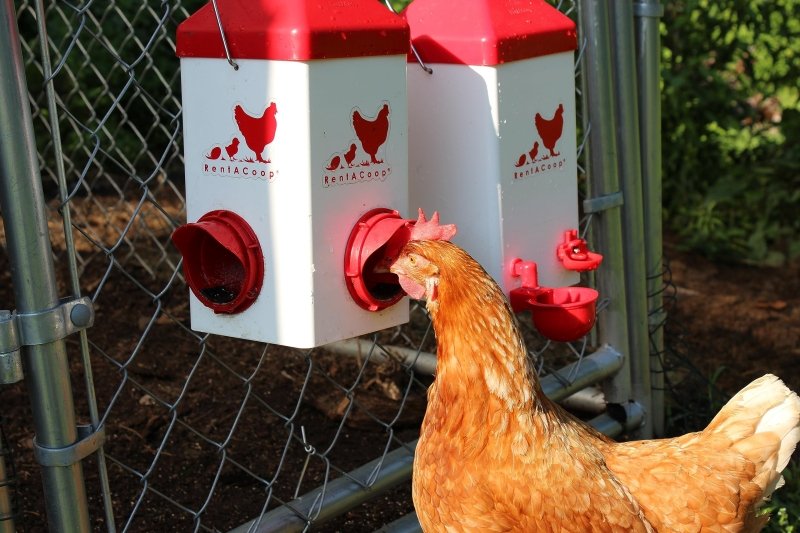 Close-up of a brown hen eating from a RentACoop Chick2Chicken feeder port mounted on a chain-link fence.