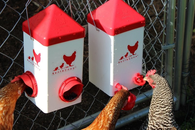 Complete poultry feeding and watering system: Fence-mounted automatic feeder and 1 gallon waterer for chickens.