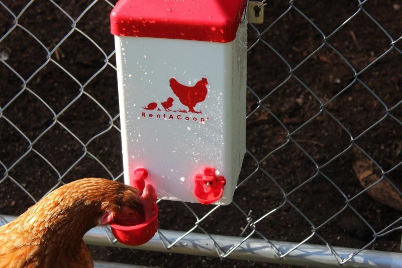 Space-saving poultry waterer mounted externally on a wire fence; showing the secure mounting bracket in use.