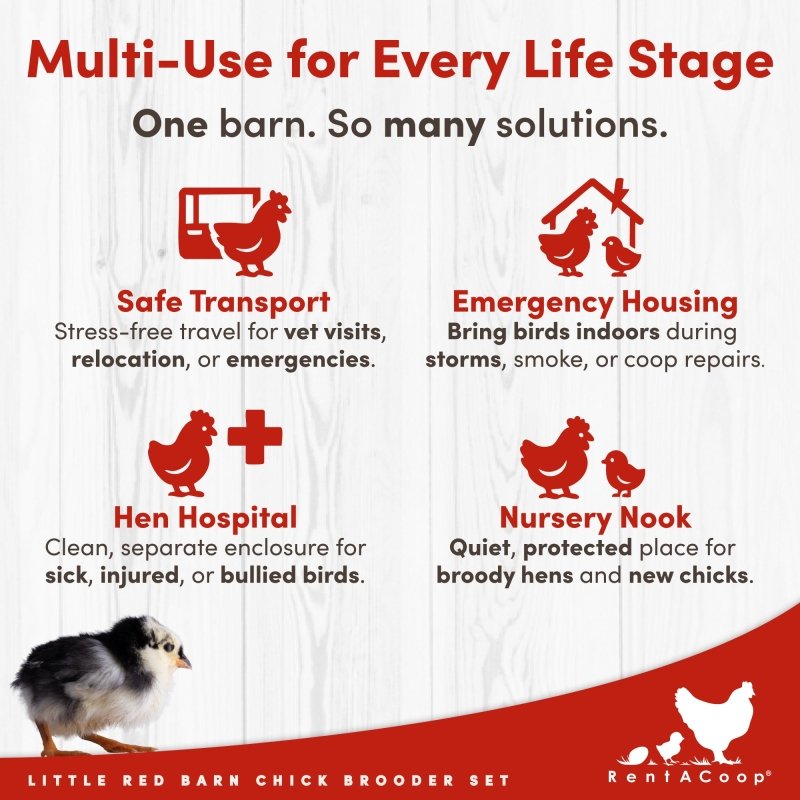 RentACoop Little Red Barn infographic: Multi-use brooder for transport, emergency housing, hen hospital, and nursery.