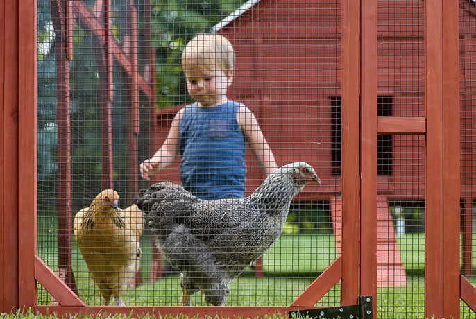 Secure walk-in chicken run with predator-proof mesh, shown with children and chickens for scale and safety.