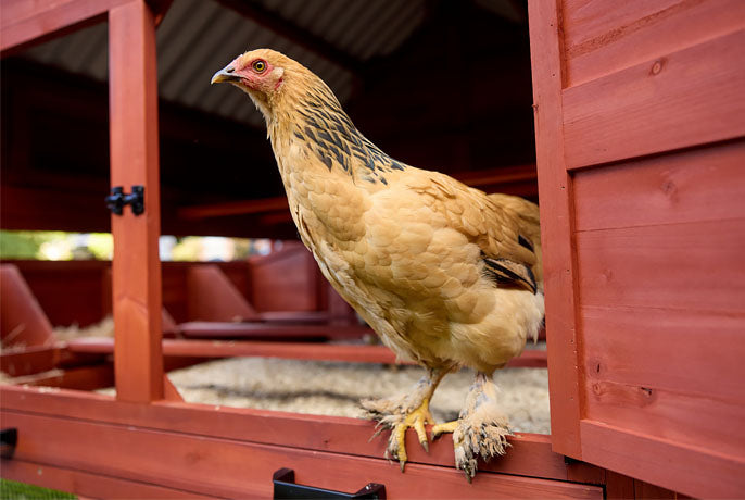 Buff Brahma chicken perched in the doorway of a large red wooden coop with an elevated housing area.
