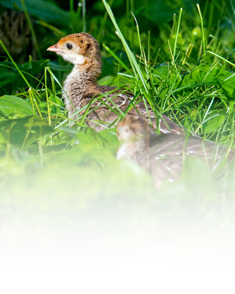 Turkeys Baby Computer Baby Turkeys for Sale | The Chicken Coop Company
