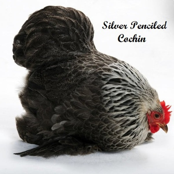  Silver Penciled Bantam Cochin with striking silver and black feathering, known for its friendly temperament and suitability as a pet or show bird due to its small size and low maintenance requirements.